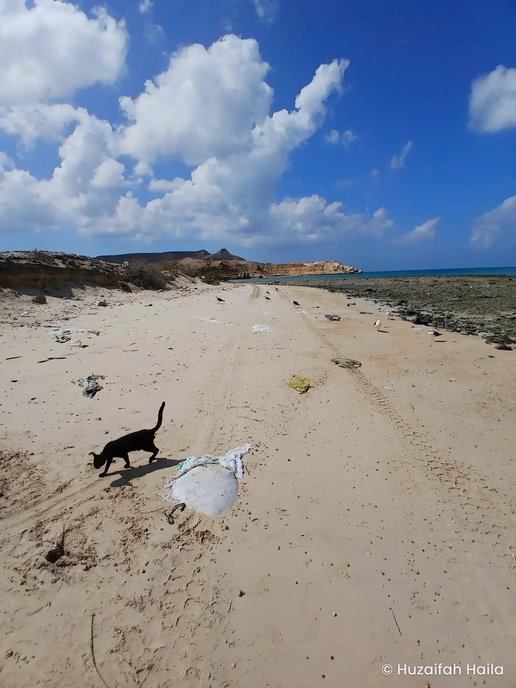 Cat on sandy beach, Xaafuun (Hafun), Somalia