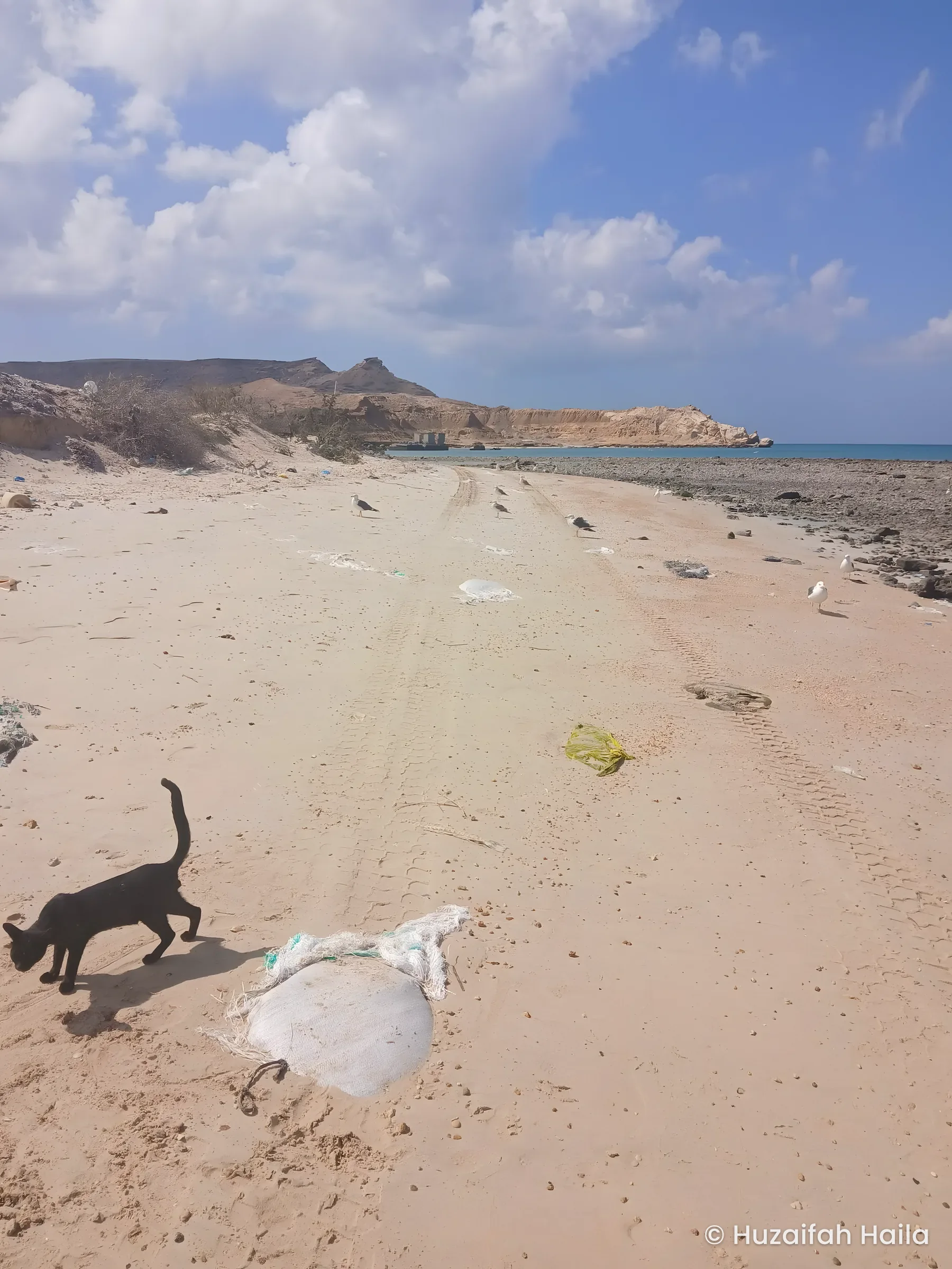 Cat on sandy beach, Xaafuun (Hafun), Somalia