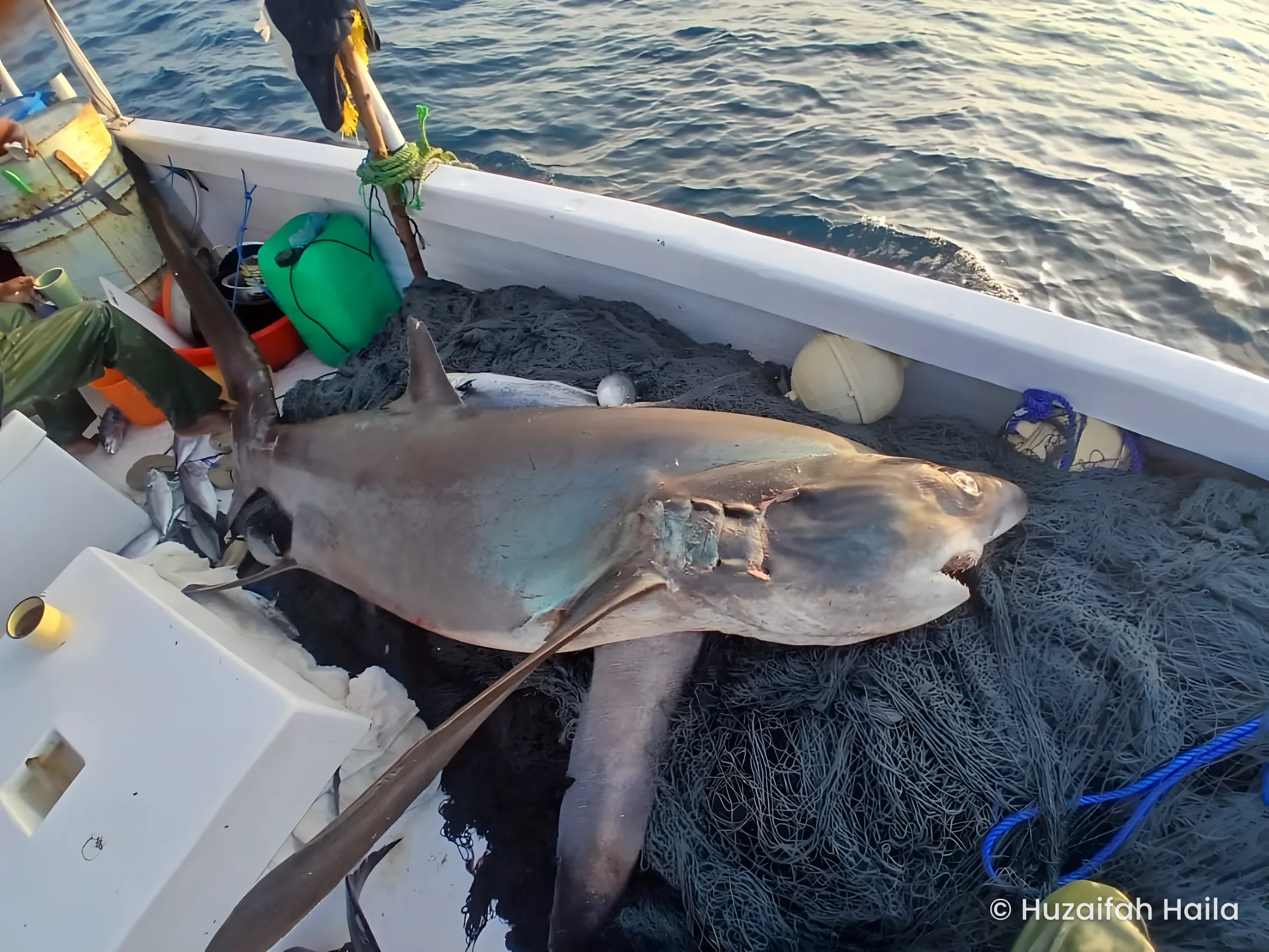 A large fish caught on the Horaad boat